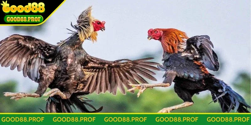Quy tắc tham gia chơi đá gà