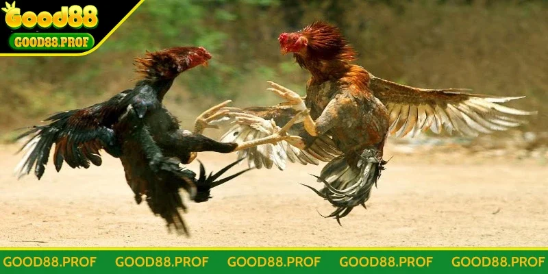 Khám phá về đá gà Good88