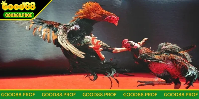 Một số trò chơi đá gà hấp dẫn