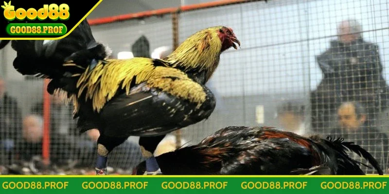 Tìm hiểu về đá gà cựa sắt cho bạn